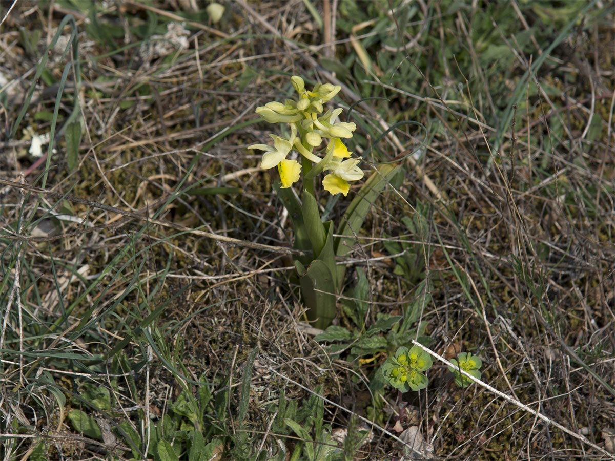 Orchis pauciflora